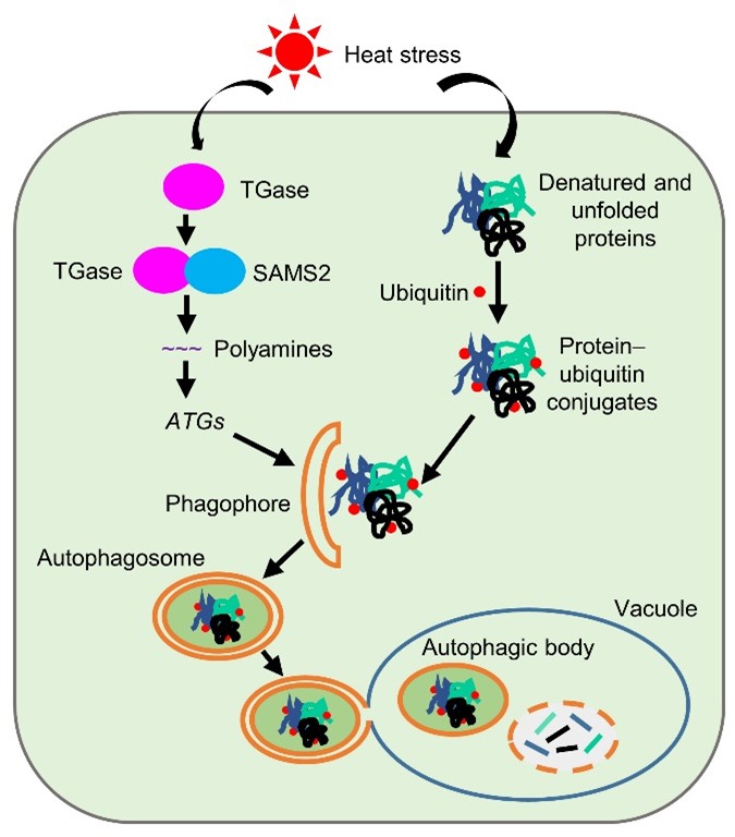 图3. 番茄TGase调控自噬在高温胁迫中的作用模式图。